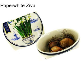 Paperwhite Ziva