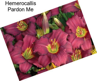 Hemerocallis Pardon Me