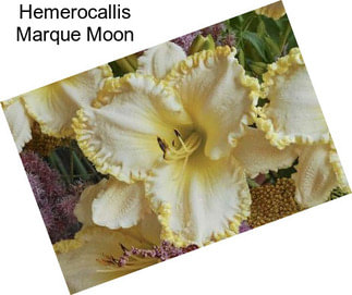 Hemerocallis Marque Moon