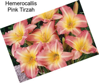 Hemerocallis Pink Tirzah