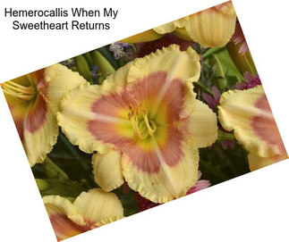 Hemerocallis When My Sweetheart Returns