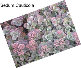 Sedum Cauticola