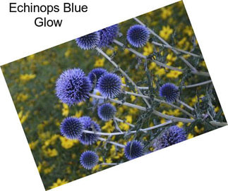 Echinops Blue Glow