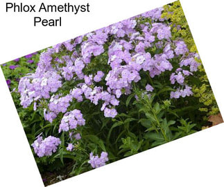 Phlox Amethyst Pearl