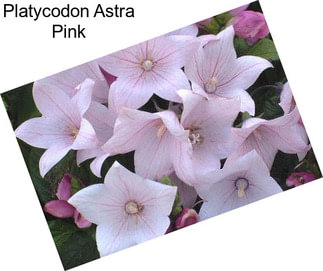 Platycodon Astra Pink