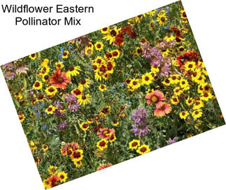 Wildflower Eastern Pollinator Mix