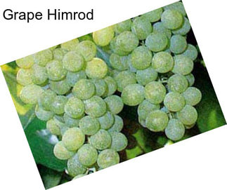 Grape Himrod