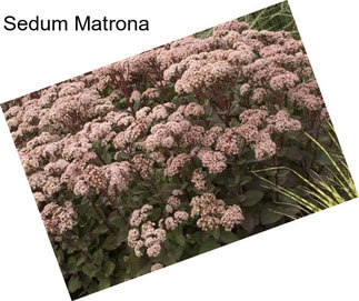 Sedum Matrona