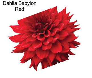 Dahlia Babylon Red