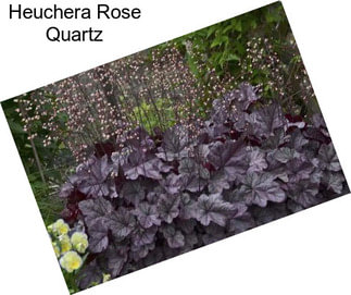 Heuchera Rose Quartz