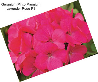 Geranium Pinto Premium Lavender Rose F1