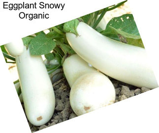 Eggplant Snowy Organic