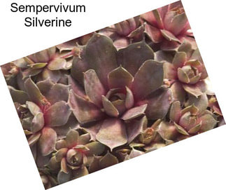 Sempervivum Silverine