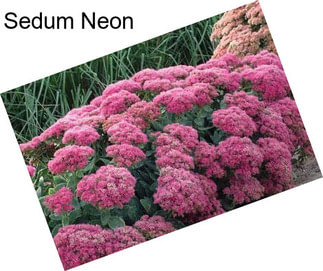 Sedum Neon