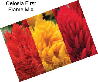 Celosia First Flame Mix