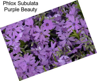 Phlox Subulata Purple Beauty