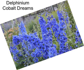 Delphinium Cobalt Dreams