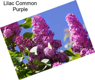 Lilac Common Purple