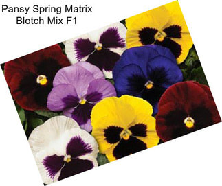 Pansy Spring Matrix Blotch Mix F1