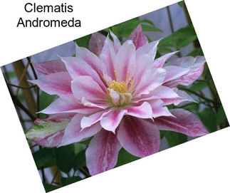 Clematis Andromeda