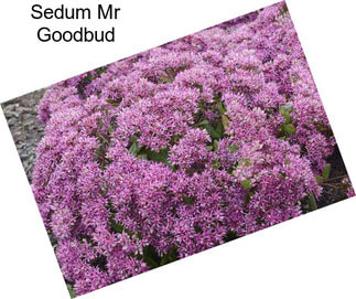 Sedum Mr Goodbud