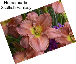 Hemerocallis Scottish Fantasy