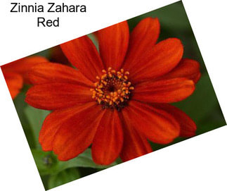 Zinnia Zahara Red