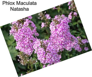 Phlox Maculata Natasha