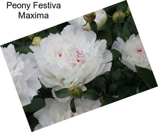 Peony Festiva Maxima