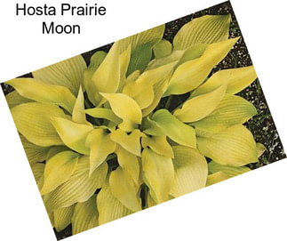 Hosta Prairie Moon