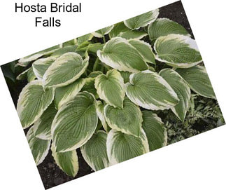 Hosta Bridal Falls