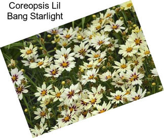 Coreopsis Lil Bang Starlight