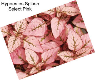 Hypoestes Splash Select Pink