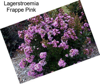 Lagerstroemia Frappe Pink