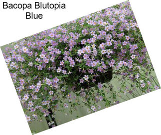 Bacopa Blutopia Blue