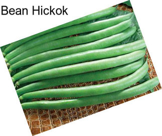 Bean Hickok