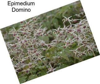 Epimedium Domino