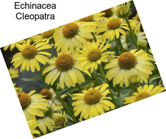 Echinacea Cleopatra