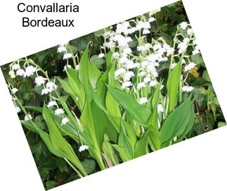 Convallaria Bordeaux