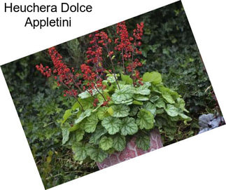 Heuchera Dolce Appletini