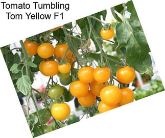 Tomato Tumbling Tom Yellow F1