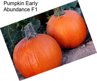 Pumpkin Early Abundance F1