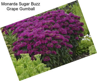 Monarda Sugar Buzz Grape Gumball