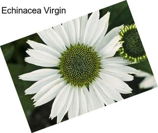 Echinacea Virgin