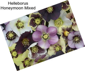 Helleborus Honeymoon Mixed