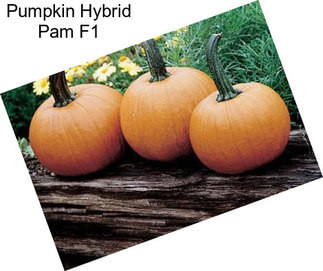 Pumpkin Hybrid Pam F1