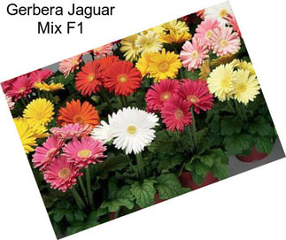 Gerbera Jaguar Mix F1