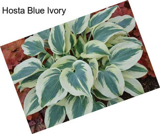 Hosta Blue Ivory