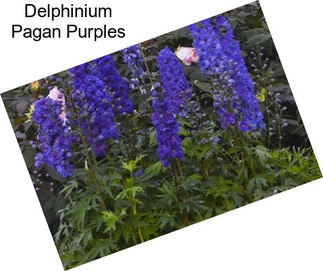 Delphinium Pagan Purples