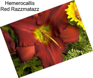 Hemerocallis Red Razzmatazz